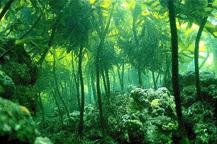 海の森からの贈りもの